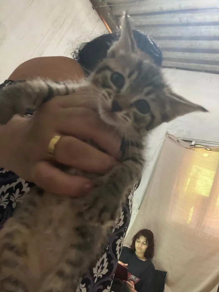 Gato ra a  idade Abaixo de 2 meses nome lia