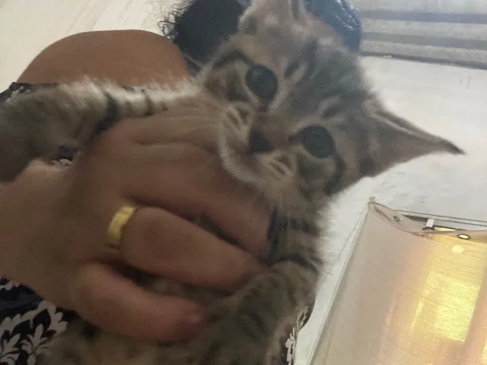 Gato ra a  idade Abaixo de 2 meses nome lia