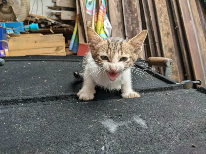 Gato raça SRD idade Abaixo de 2 meses nome Floquinho 