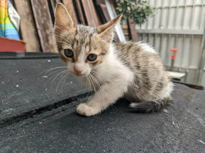 Gato raça SRD idade Abaixo de 2 meses nome Floquinho 