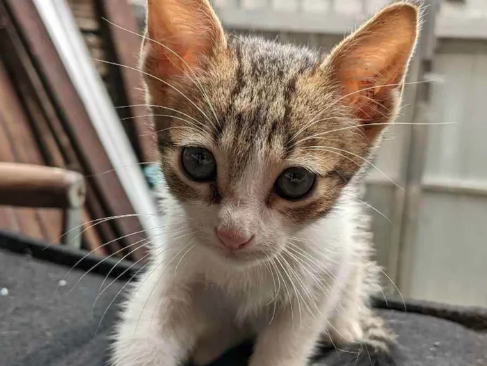 Gato raça SRD idade Abaixo de 2 meses nome Floquinho 