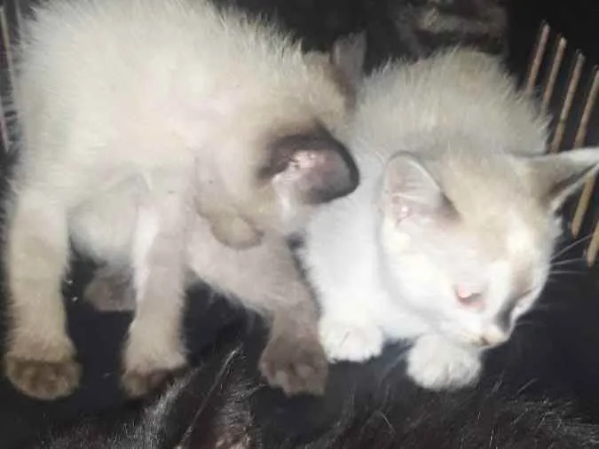 Gato ra a ___ idade 2 a 6 meses nome ____