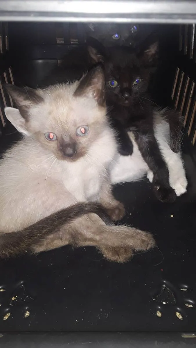 Gato ra a ___ idade 2 a 6 meses nome ____
