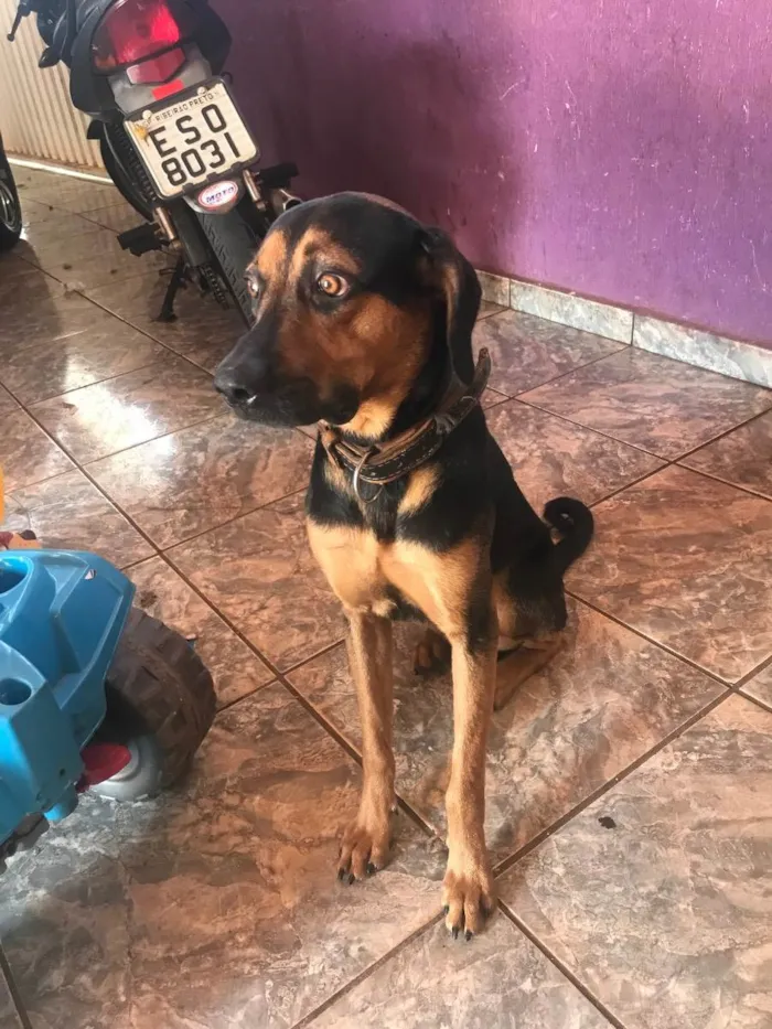 Cachorro ra a Vira lata idade 1 ano nome Scoot