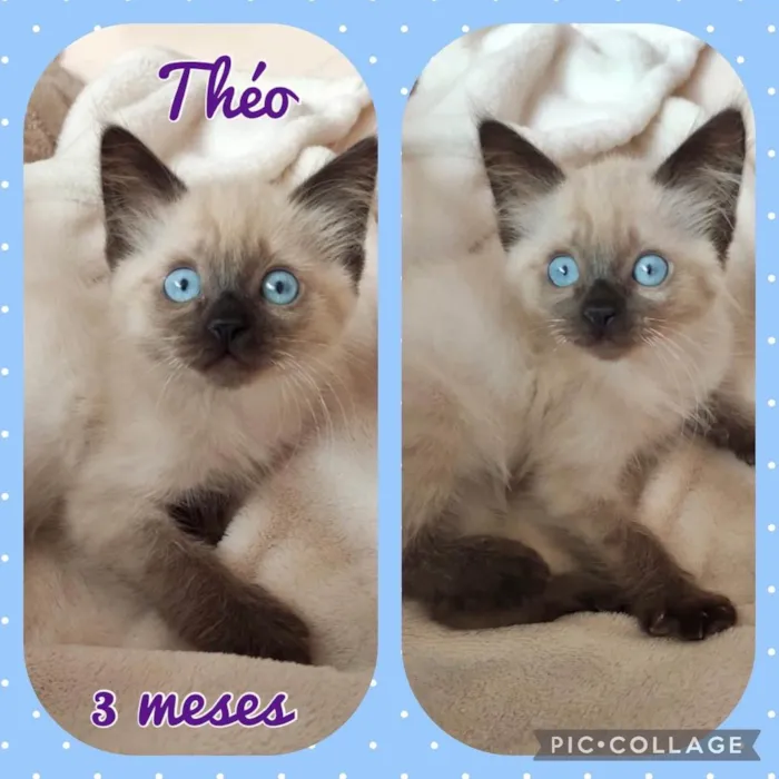 Gato raça Srd idade 2 a 6 meses nome Theo