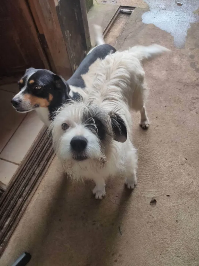 Cachorro ra a Vira lata idade 3 anos nome Cindy e Arya