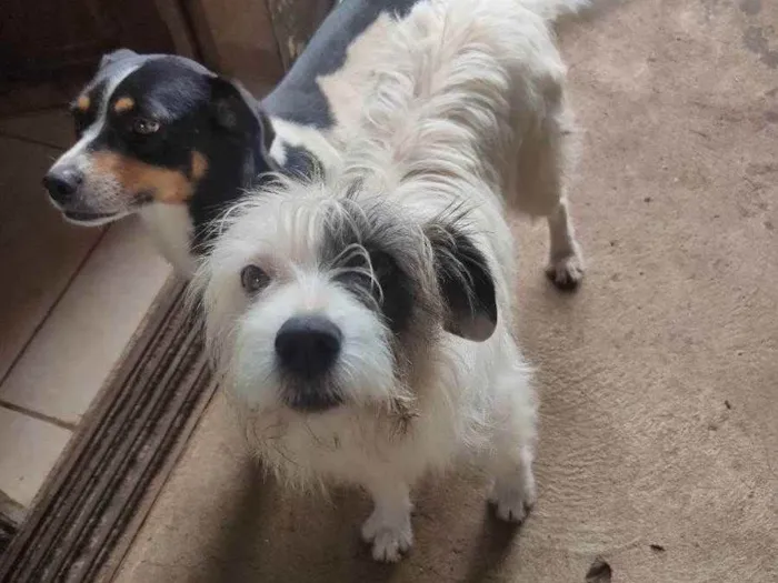 Cachorro ra a Vira lata idade 3 anos nome Cindy e Arya