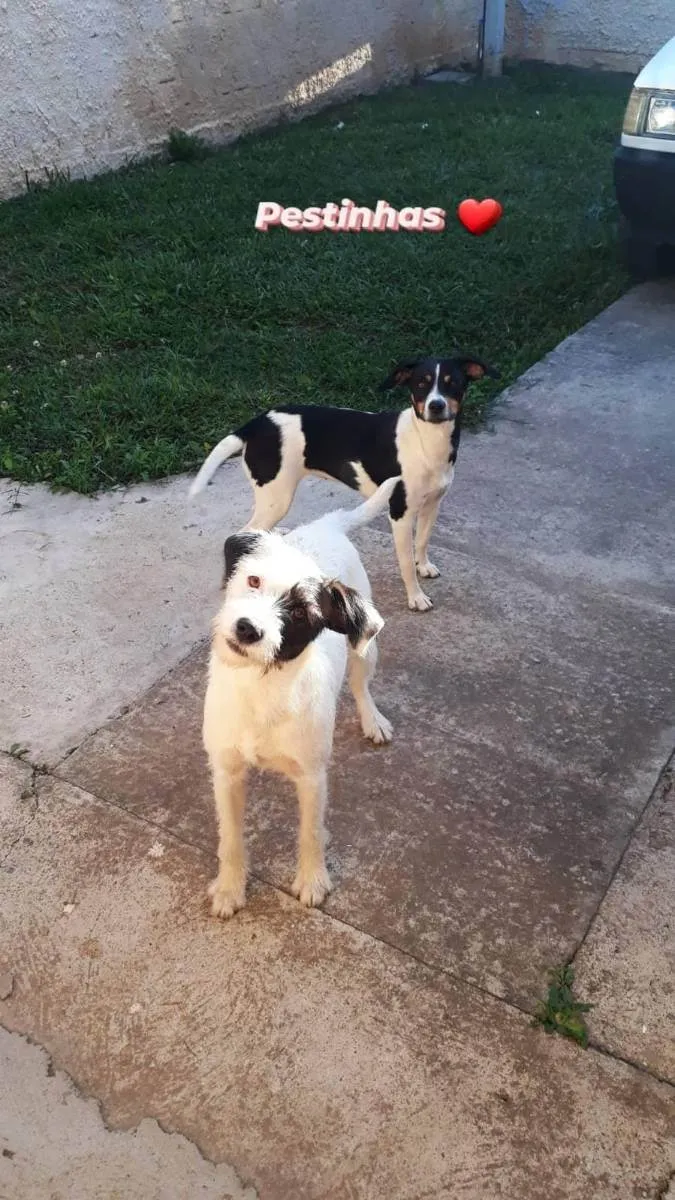 Cachorro ra a Vira lata idade 3 anos nome Cindy e Arya