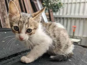 Gato raça SRD idade Abaixo de 2 meses nome Floquinho 