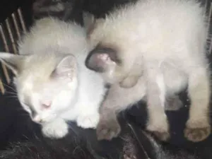 Gato raça ___ idade 2 a 6 meses nome ____