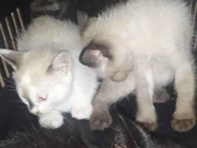 Gato ra a ___ idade 2 a 6 meses nome ____