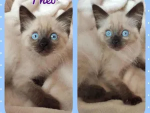 Gato raça Srd idade 2 a 6 meses nome Theo