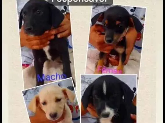 Cachorro ra a Raça viralata com salsicha  idade 2 a 6 meses nome Pipoca cristal boby 