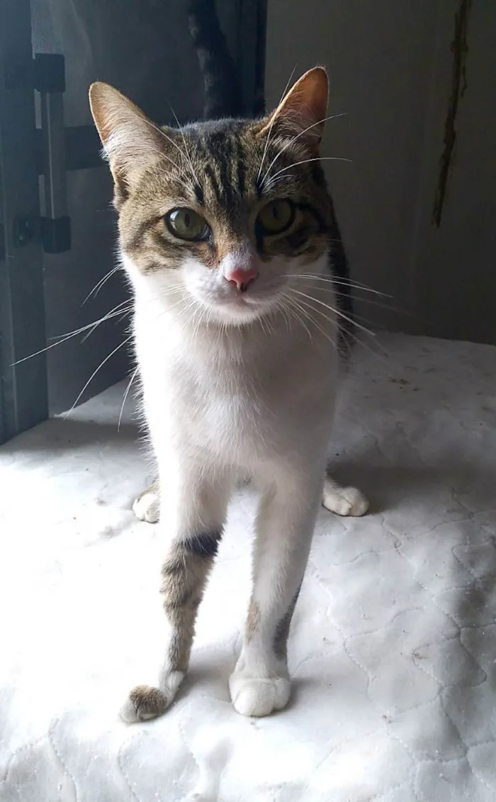 Gato raça srd idade 7 a 11 meses nome Orion