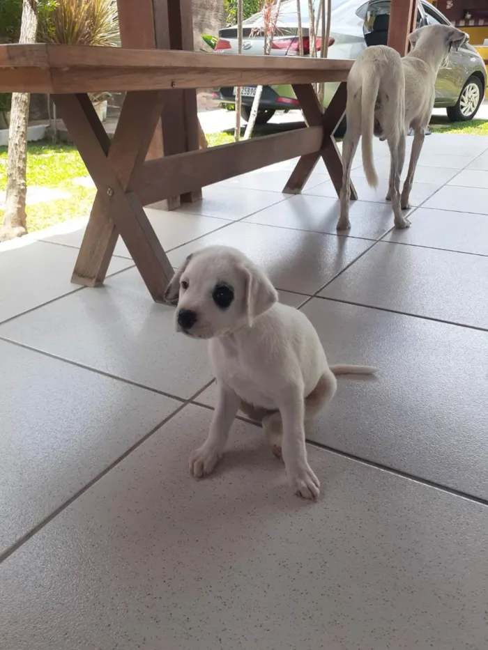 Cachorro raça Sem raça definida idade Abaixo de 2 meses nome Pandinha