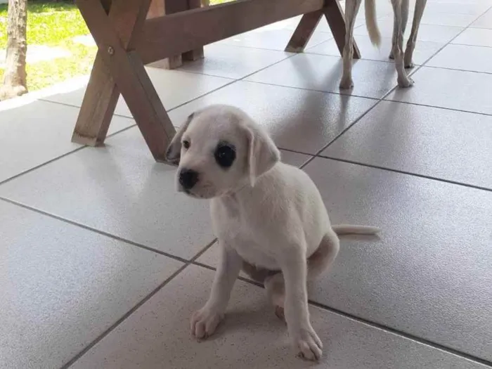 Cachorro raça Sem raça definida idade Abaixo de 2 meses nome Pandinha