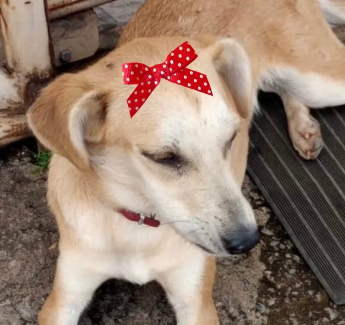 Cachorro ra a Mestiça  idade 2 a 6 meses nome Luna 