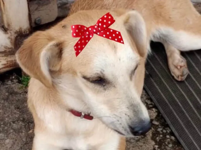 Cachorro ra a Mestiça  idade 2 a 6 meses nome Luna 