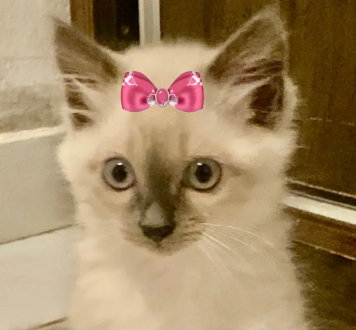 Gato ra a Mestiça  idade 2 a 6 meses nome Sofia 