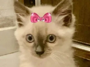 Gato raça Mestiça  idade 2 a 6 meses nome Sofia 