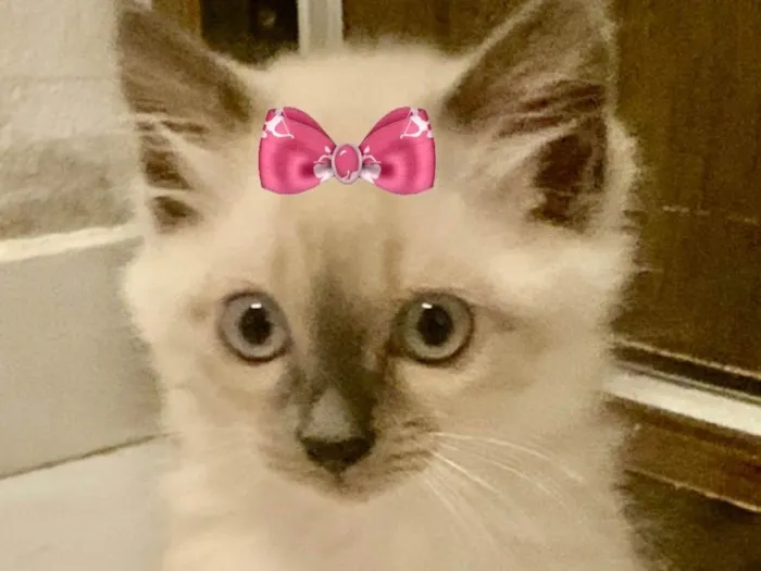 Gato ra a Mestiça  idade 2 a 6 meses nome Sofia 