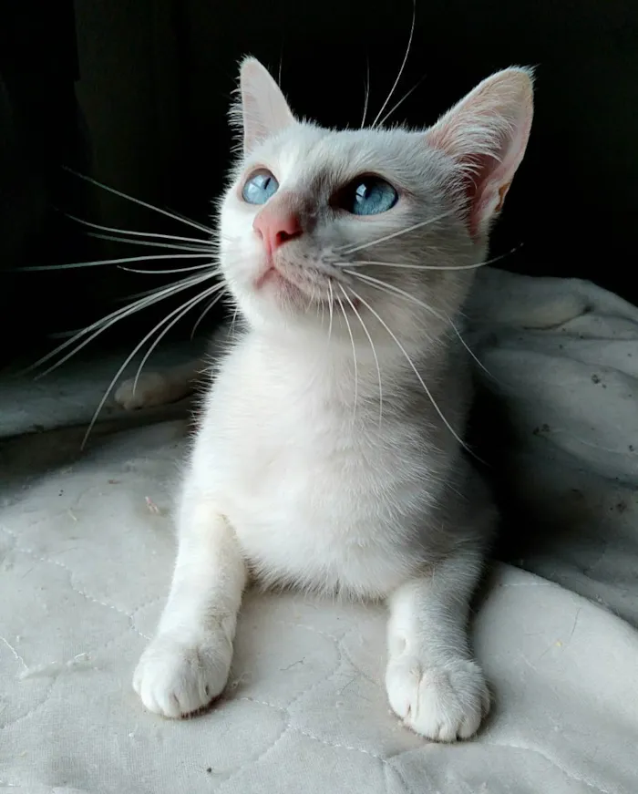 Gato raça srd idade 7 a 11 meses nome Venus