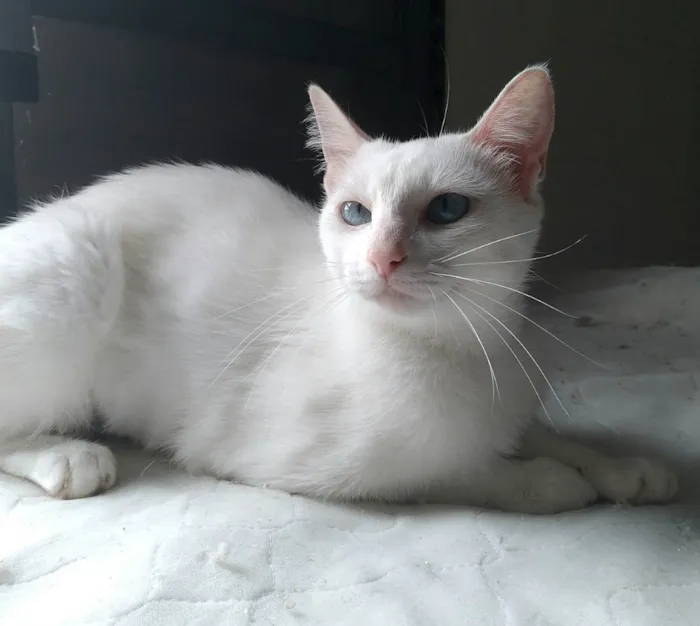 Gato raça srd idade 7 a 11 meses nome Venus