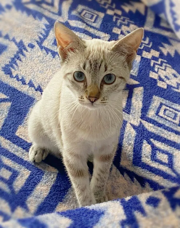 Gato ra a srd idade 2 a 6 meses nome Paçoca