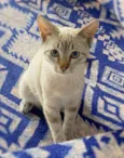 Paçoca