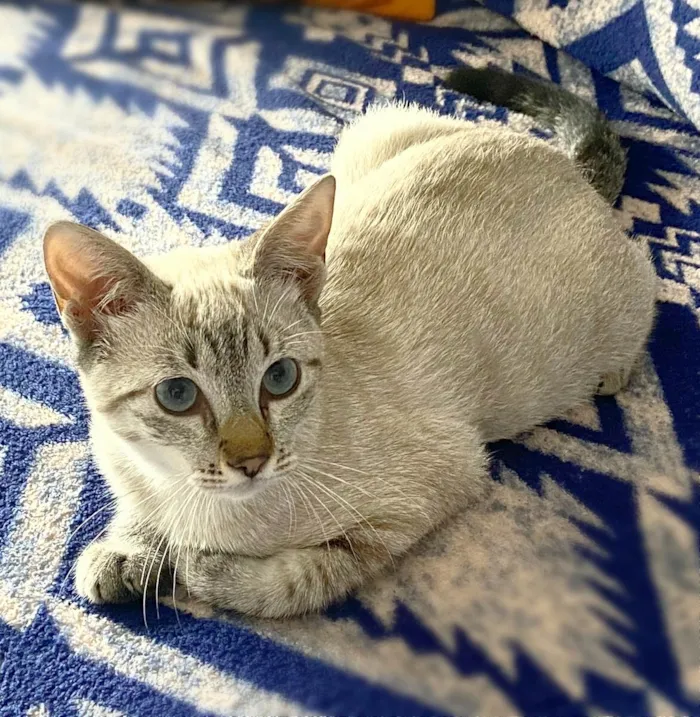 Gato ra a srd idade 2 a 6 meses nome Paçoca