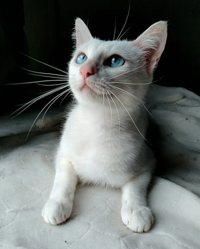 Gato ra a srd idade 7 a 11 meses nome Venus