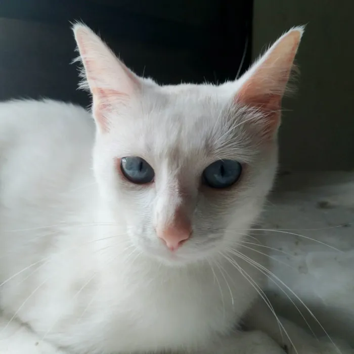 Gato ra a srd idade 7 a 11 meses nome Venus