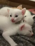 Gatinhos