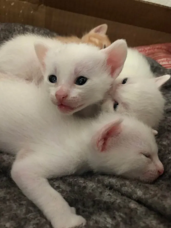 Gato raça Vira lata idade Abaixo de 2 meses nome Gatinhos