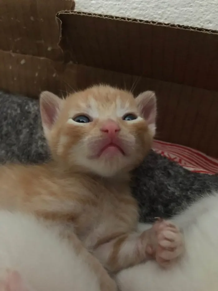 Gato raça Vira lata idade Abaixo de 2 meses nome Gatinhos