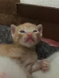 Gatinhos
