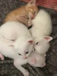 Gatinhos