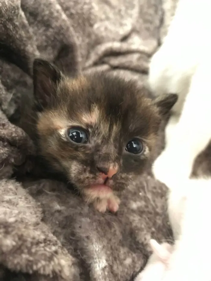 Gato raça Vira lata idade Abaixo de 2 meses nome Gatinhos