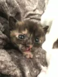 Gatinhos