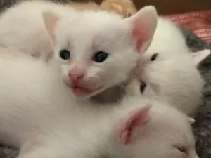 Gato raça Vira lata idade Abaixo de 2 meses nome Gatinhos