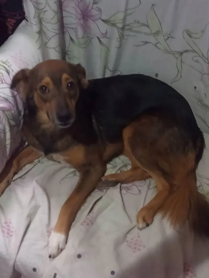 Cachorro ra a Vira lata idade 7 a 11 meses nome Jade