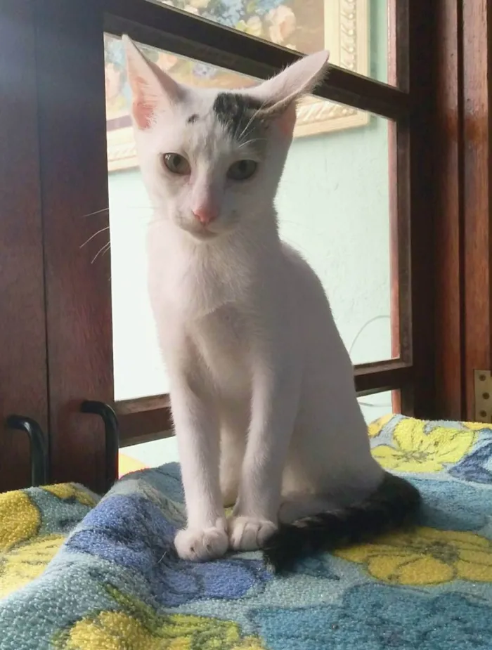 Gato raça srd idade 2 a 6 meses nome Britania