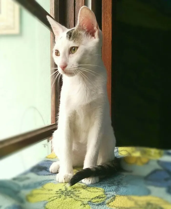 Gato raça srd idade 2 a 6 meses nome Britania