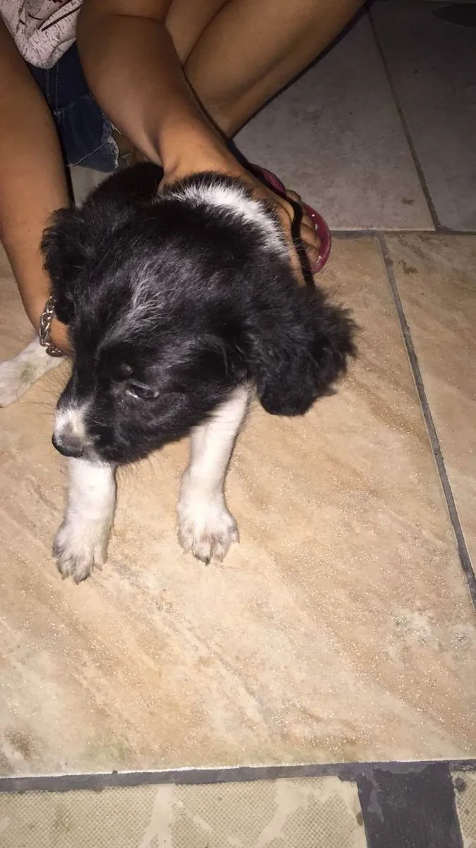 Cachorro ra a SRD idade 2 a 6 meses nome Filhote 