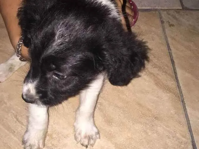 Cachorro ra a SRD idade 2 a 6 meses nome Filhote 