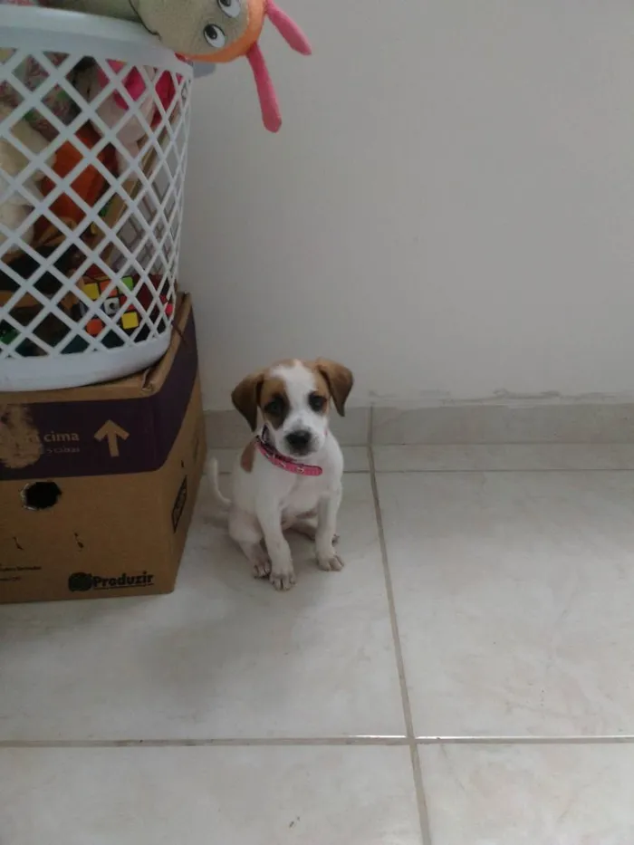 Cachorro ra a Viralata  idade Abaixo de 2 meses nome Mel