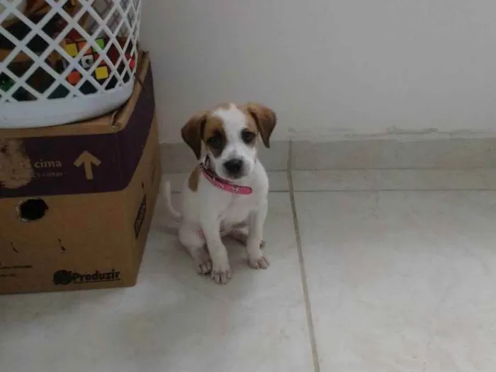 Cachorro ra a Viralata  idade Abaixo de 2 meses nome Mel