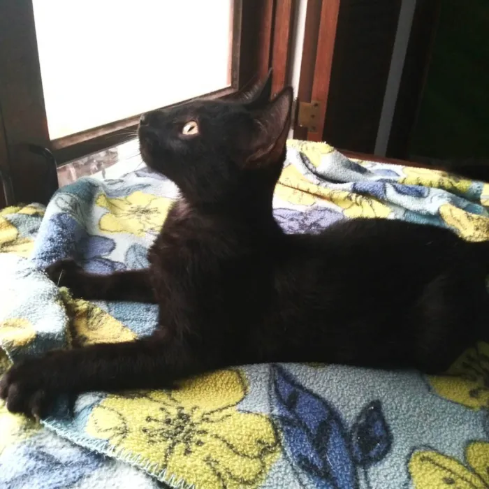 Gato ra a srd idade 2 a 6 meses nome Pelezinho