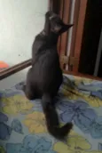 Pelezinho