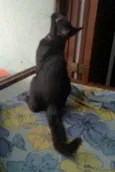 Pelezinho